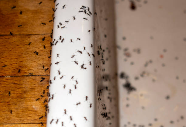 Best Pest Inspection Near Me  in Schriever, LA