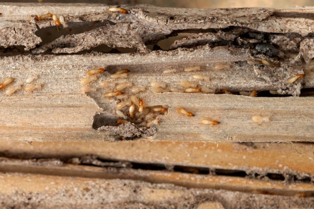 Trusted Schriever, LA Pest Control Experts